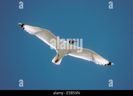 Pallas Gull - Ichthyaetus ichthyaetus Stockfoto
