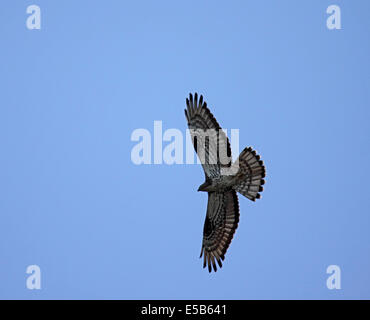 Wespenbussard im Flug in Polen Stockfoto