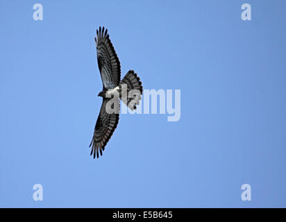 Wespenbussard im Flug in Polen Stockfoto