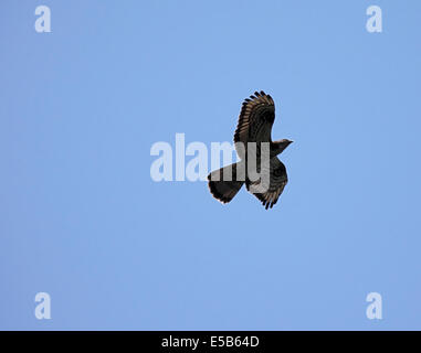 Wespenbussard im Flug in Polen Stockfoto