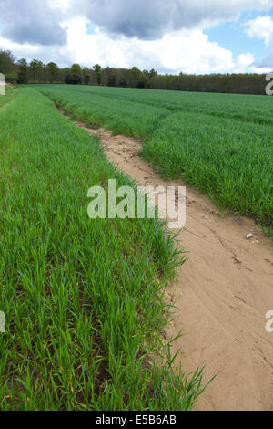 Bereich der Getreide, die Auswirkungen von Wasser-Boden-Erosion auf einem sandigen Boden. Stockfoto