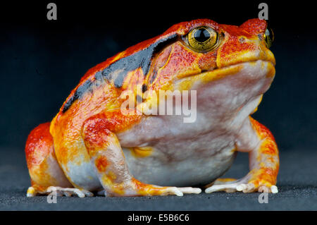 Tomatenfrosch / Dyscophus Guineti Stockfoto