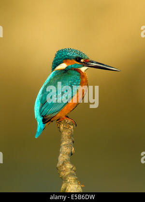 Eisvogel Alcedo atthis Stockfoto