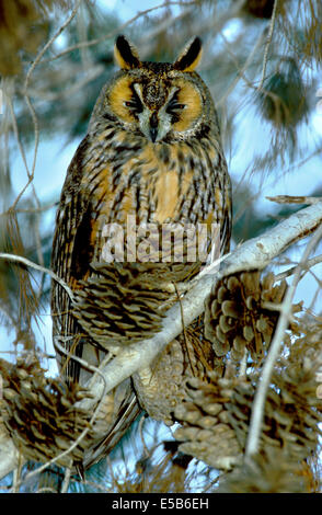 Long-eared Eule Asio otus Stockfoto