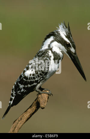 Pied Kingfisher - Ceryle rudis Stockfoto