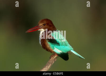 Weiße-throated Kingfisher - Halcyon smyrnensis Stockfoto