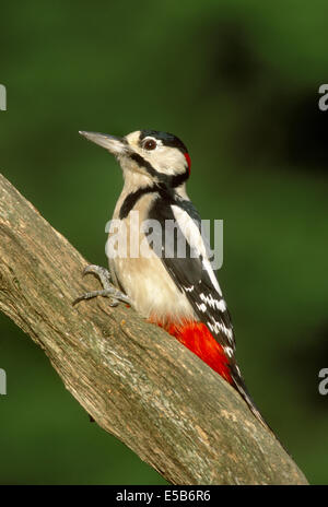 Großen Spotted Woodpecker Dendrocopus großen Stockfoto