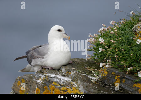 Fulmar, Fulmarus Cyclopoida, einziger Vogel auf Klippe, Orkney, Juni 2014 Stockfoto