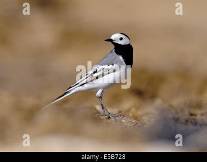 Die weiße Bachstelze Motacilla Alba Alba Stockfoto