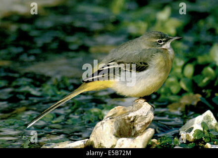 Graue Bachstelze Motacilla cinerea Stockfoto