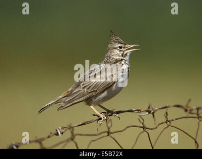 Crested Lark - Galerida cristata Stockfoto