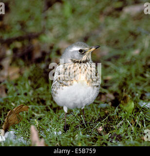 Wacholderdrossel Turdus pilaris Stockfoto