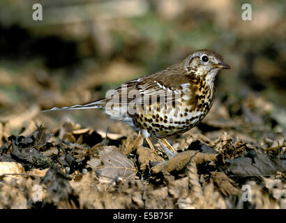 Misteldrossel Soor Turdus viscivorus Stockfoto