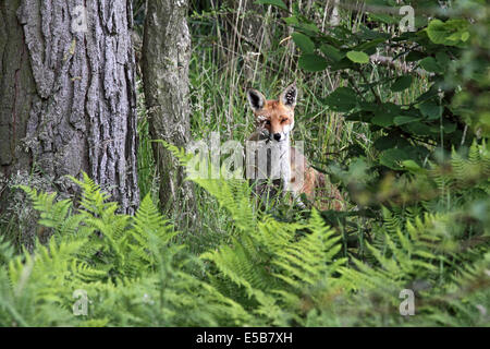 Aktuelle Jahre Red Fox Cub sitzen unter Kiefer im Wald in Nordengland Stockfoto