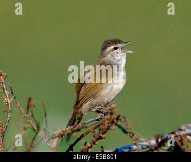 Die Cetti Warbler Cettia cetti Stockfoto