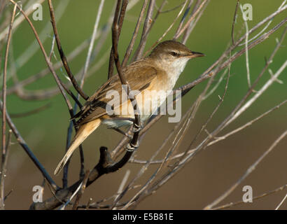 Große Reed Warbler Acrocephalus arundinaceus Stockfoto