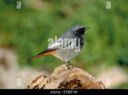 Black Redstart Phoenicurus ochruros Stockfoto