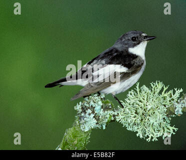 Pied Flycatcher Ficedula hypoleuca Stockfoto