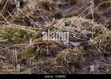 Ein paar von Snipe im Upland Weide während der Balz Saison in Schottland Stockfoto