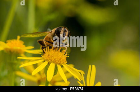 gelbe Blüten mit Biene Insekt auf der Suche nach Honig Stockfoto