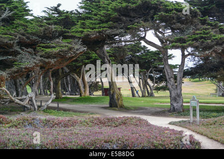 Zypressen auf dem Pacific Grove Golf Course, Point Pinos, Pacific Grove, Kalifornien Stockfoto