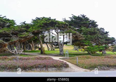 Zypressen auf dem Pacific Grove Golf Course, Point Pinos, Pacific Grove, Kalifornien Stockfoto