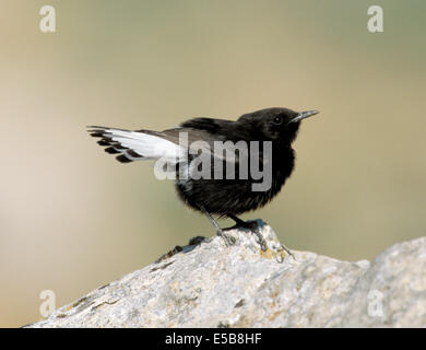 Schwarzen Steinschmätzer - Oenanthe leucura Stockfoto