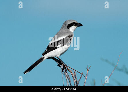 Große Grey Shrike Lanius excubitor Stockfoto