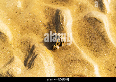 Wattwurm Ragworm europäischen Wattwurm Interpretation Marina Besetzung von Defaecated Sedimente am Strand bei Ebbe Stockfoto