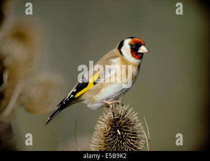 Stieglitz Zuchtjahr Zuchtjahr Stockfoto