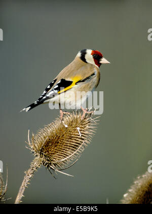 Stieglitz Zuchtjahr Zuchtjahr Stockfoto