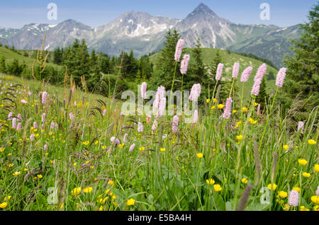 Blühende Blumenwiese in Tirol Österreich Stockfoto