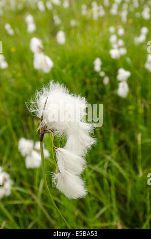 Weiße Blume des Wollgras (Eriohorum Angustifolium) auf einer Wiese in den Bergen von Tirol Stockfoto