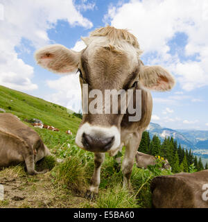 Braune Kuh auf der grünen Weide in den Tiroler Bergen Stockfoto