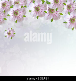 Grenze der weiß - rosa Blume auf blau - weißen Hintergrund Stockfoto