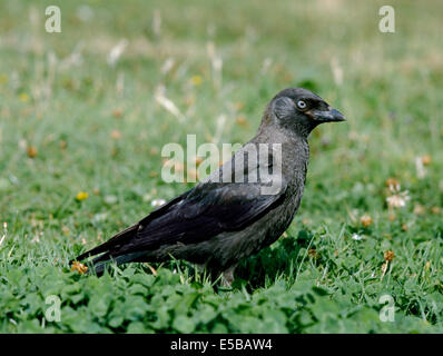 Dohle Corvus monedula Stockfoto