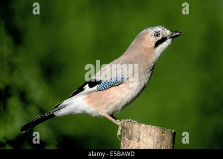 Jay Garrulus Glandarius L 33-35 cm. bunt, vorsichtig Vogel im Flug durch weißen Bürzel identifiziert. Tausende von Eicheln vergräbt jedes autu Stockfoto