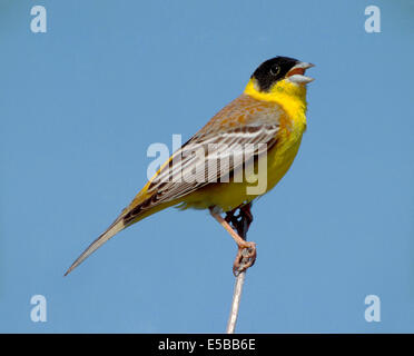 Black-headed Bunting Emberiza melanocephala Stockfoto