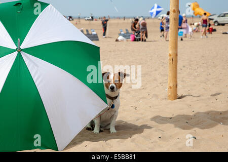 Heißes Wetter als Hund spielt am Strand, Lytham St Annes, Blackpool, 26. Juli 2014. Oscar (Jack Russel Hund), im Schatten an der St. Annes kite Festival. Der Himmel über St Annes Strandpromenade waren überschwemmt mit Farbe als fabelhafte Anzeige Drachen in der Luft auf den Strand in der Nähe der Pier. Stockfoto
