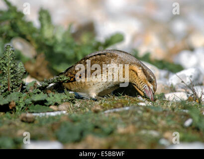 Wendehals-Jynx torquilla Stockfoto