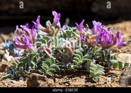 Astragalus Shortianus, "Short Milkvetch" oder "Early Purple Milkvetch" Wildblumen blühen, zentralen Colorado, USA Stockfoto