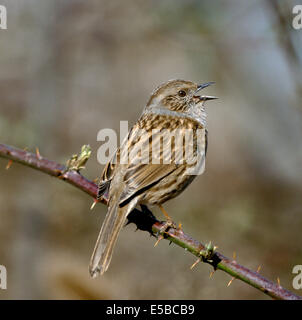 Heckenbraunelle Prunella modularis Stockfoto