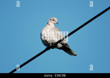 Rotflügel Taube Streptopelia decaocto Stockfoto