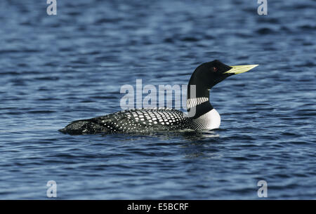 White-billed Taucher Gavia adamsii Stockfoto