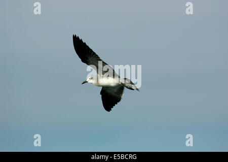 Lachende Möve - Larus atricilla Stockfoto