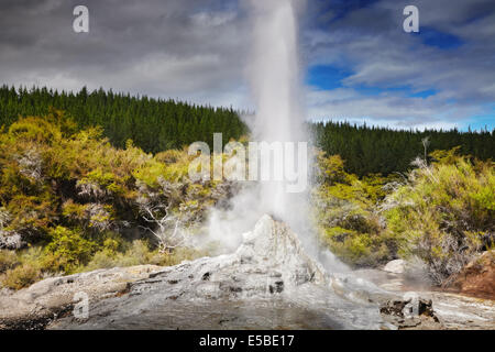 Lady Knox Geyser Ausbruch, Waiotapu, Neuseeland Stockfoto