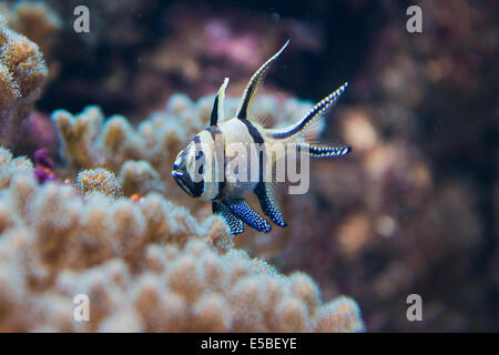 Salzwasser-Aquarium Fisch - Pterapogon kauderni Stockfoto