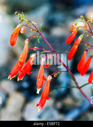 Schöne rot Scarlet Bugler, Penstemon Barbatus, Torreyi, Pflanzenarten, Wegerich-Familie, in voller Blüte im zentralen Colorado Stockfoto