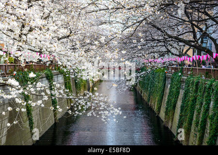 Tokyo, Japan am Meguro-Kanal in die Frühjahrssaison. Stockfoto