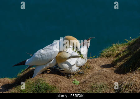 Ein paar Basstölpel (Morus Bassanus; Sula Bassana) kleben, da sie auf einer Felswand ein Nest zu bauen; UK Stockfoto